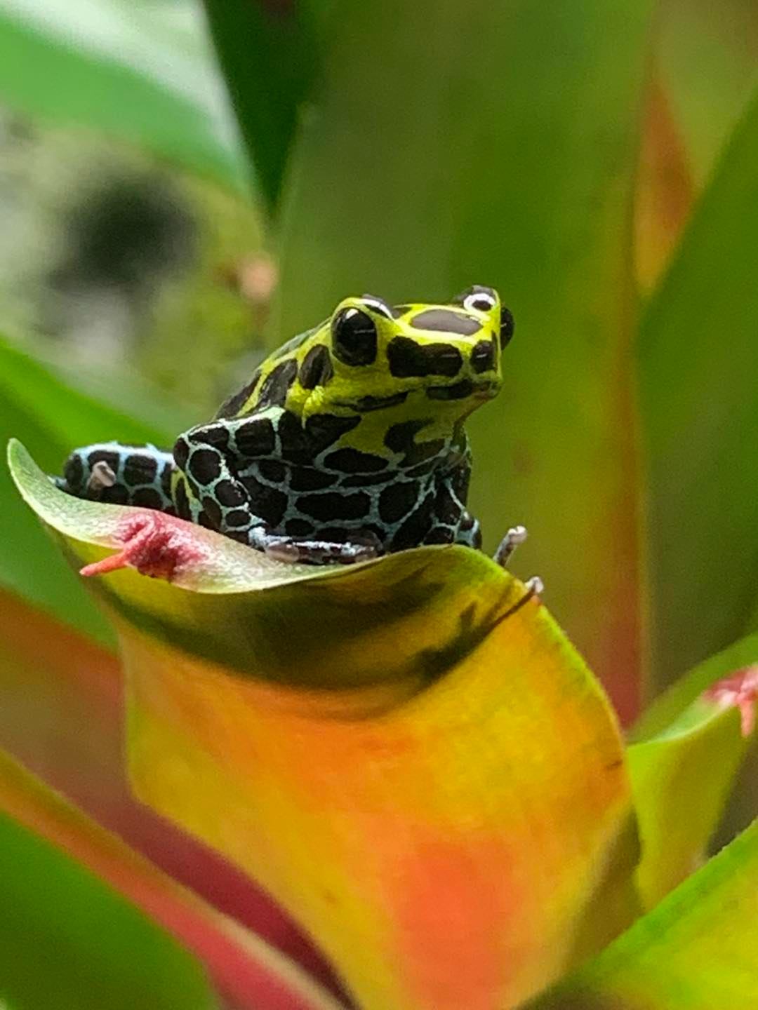 Ranitomeya variabilis 'Southern'