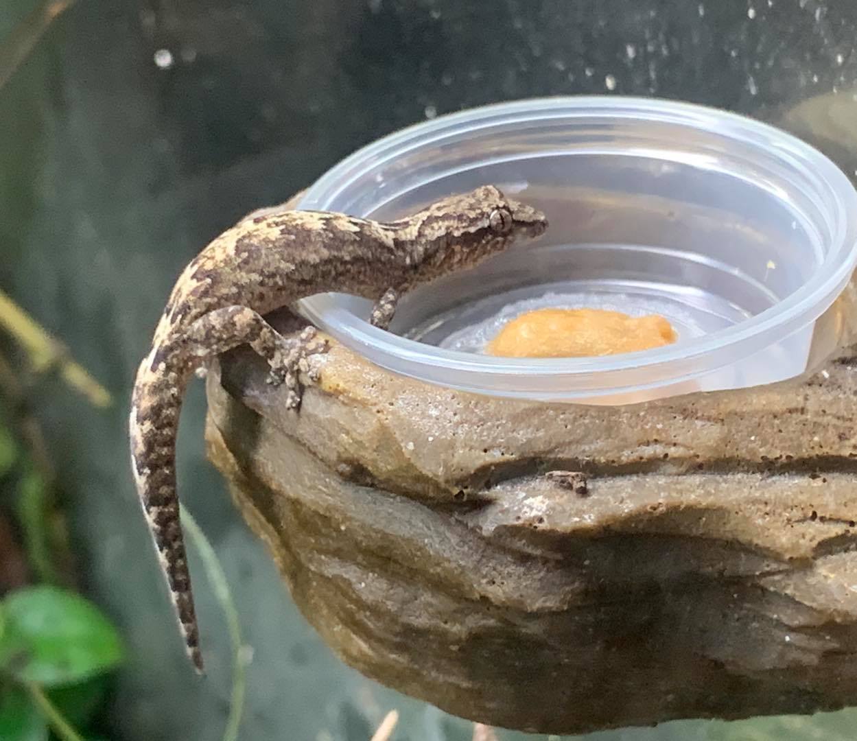 Mourning Gecko