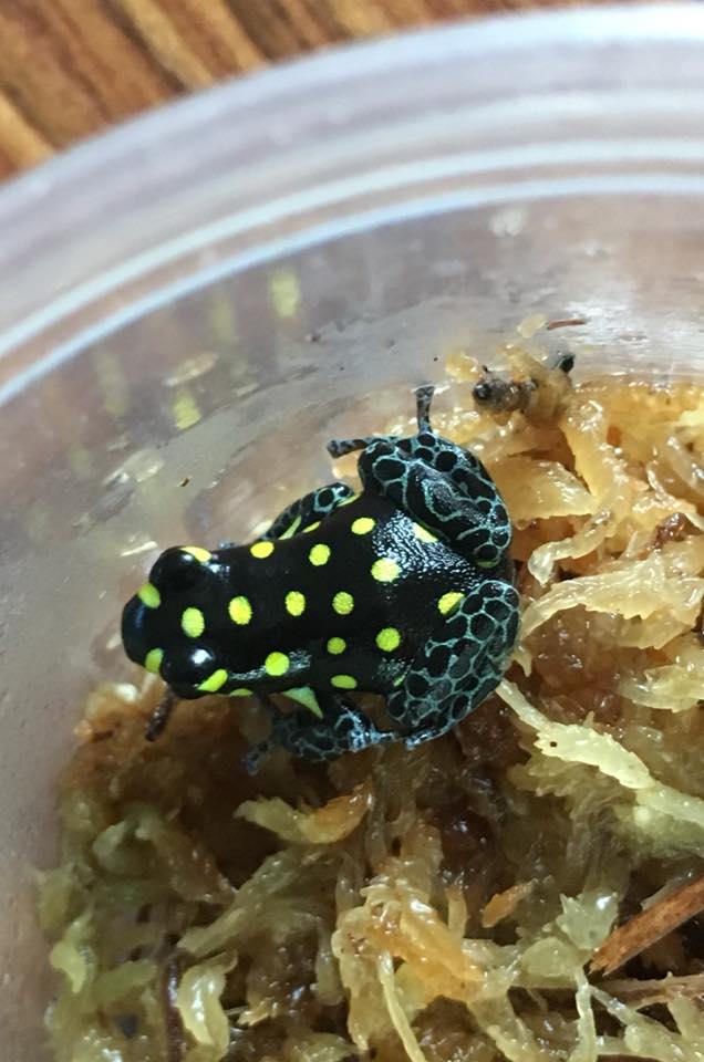 Ranitomeya vanzolini