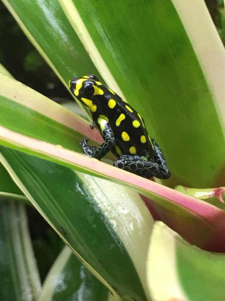 Ranitomeya vanzolini