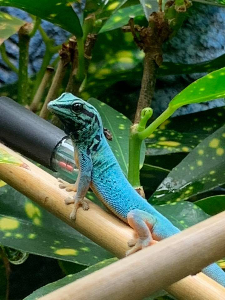 Electric Blue gecko