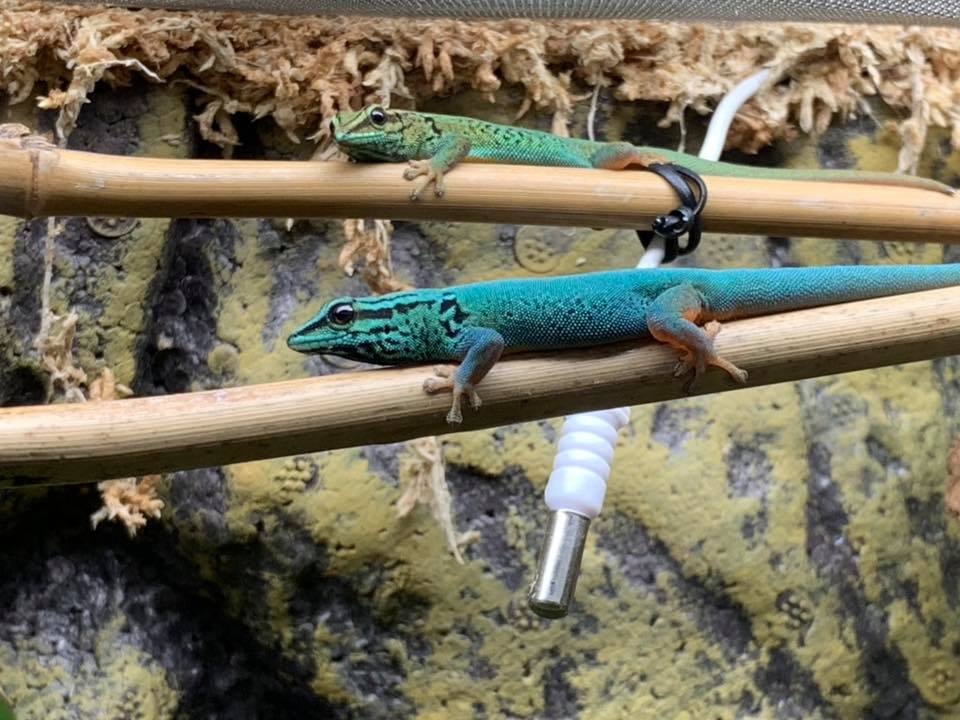 Electric Blue gecko