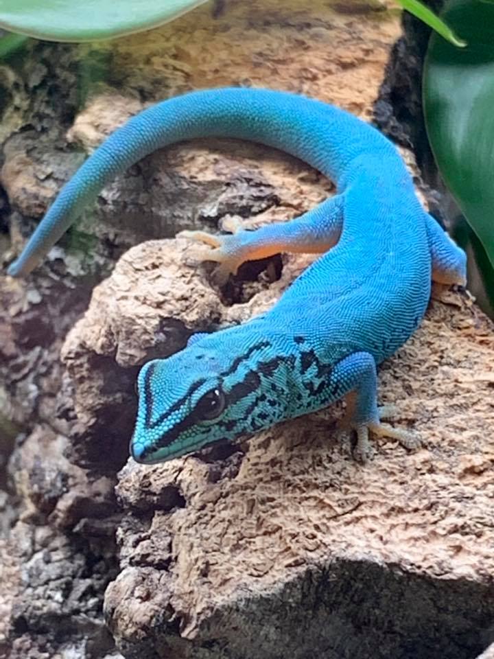 Electric Blue gecko