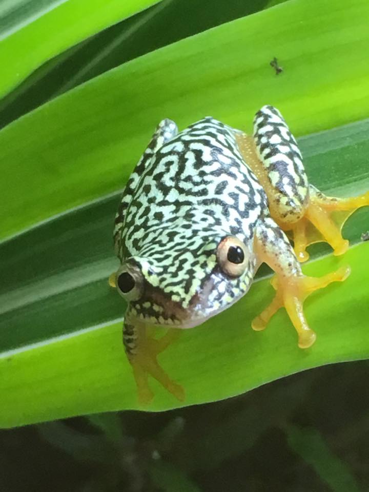 Starry Night Reed frogs