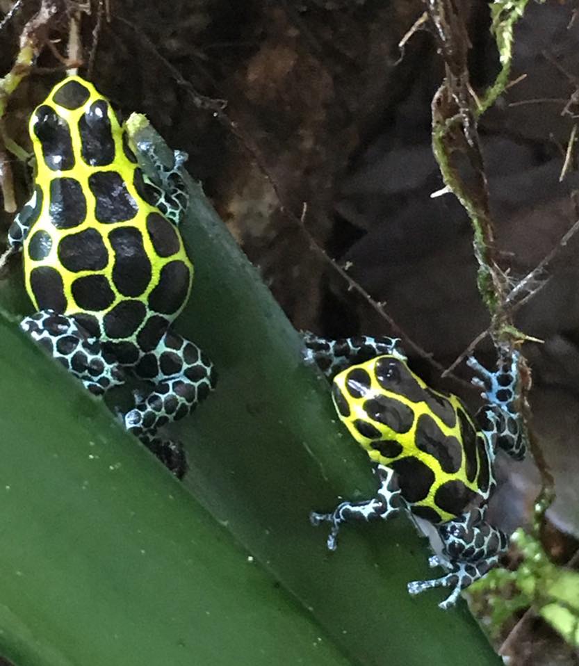 Ranitomeya variabilis 'Southern'