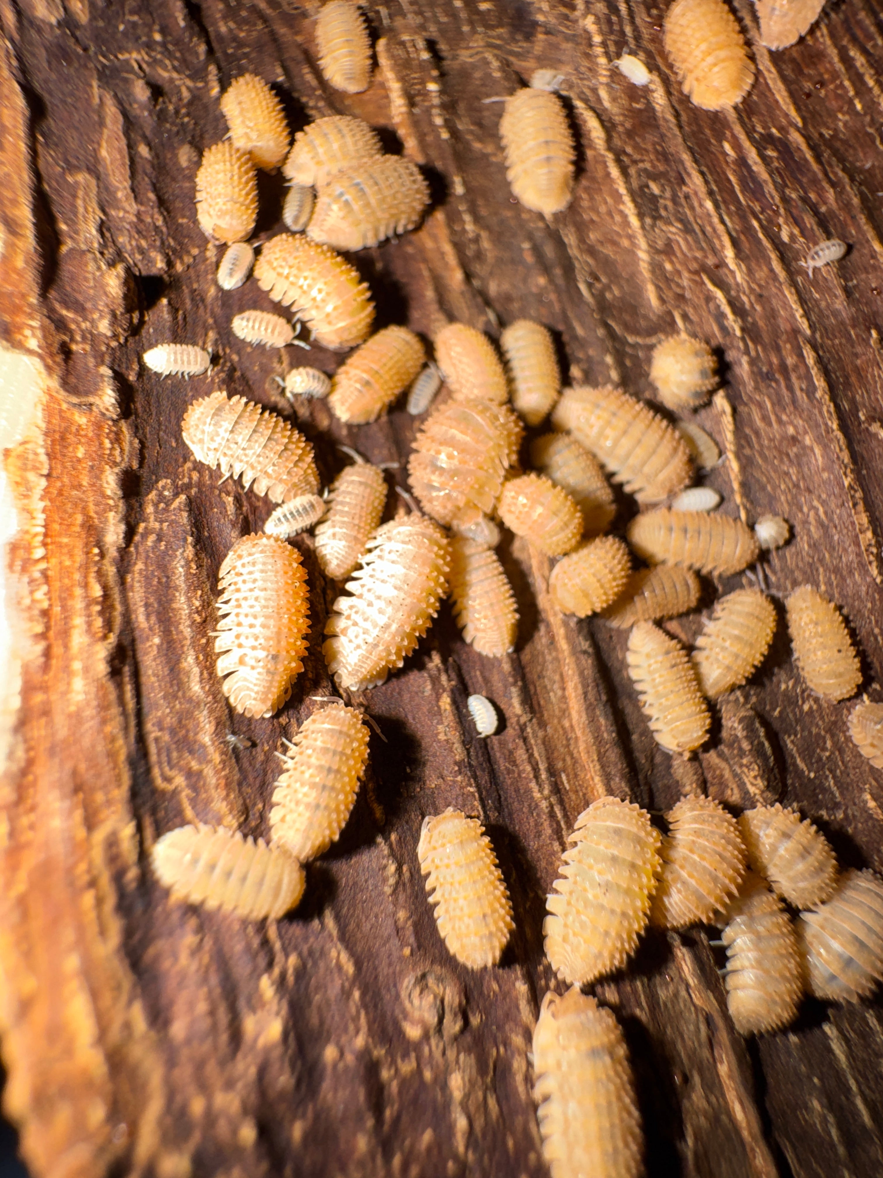 Pineapple Isopod