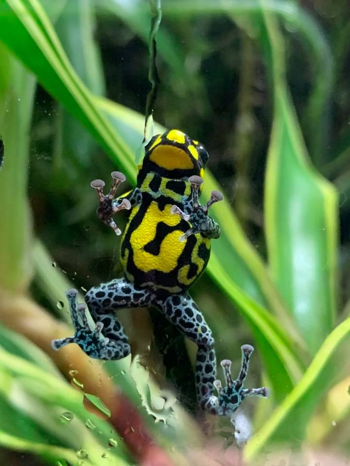 Ranitomeya vanzolini