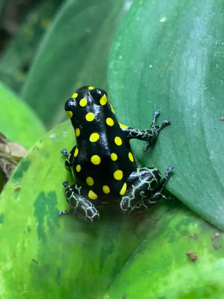 Ranitomeya vanzolini