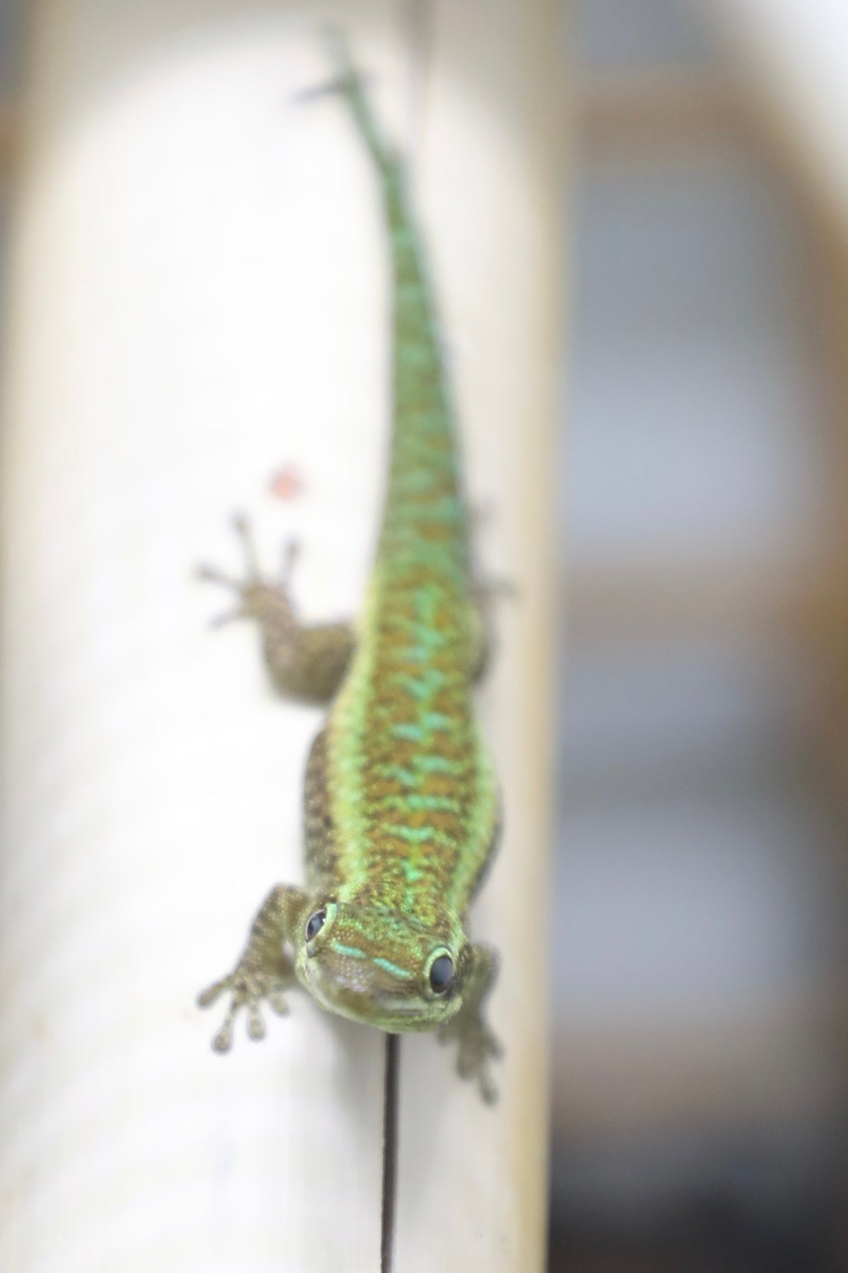 Reunion Island Day Gecko