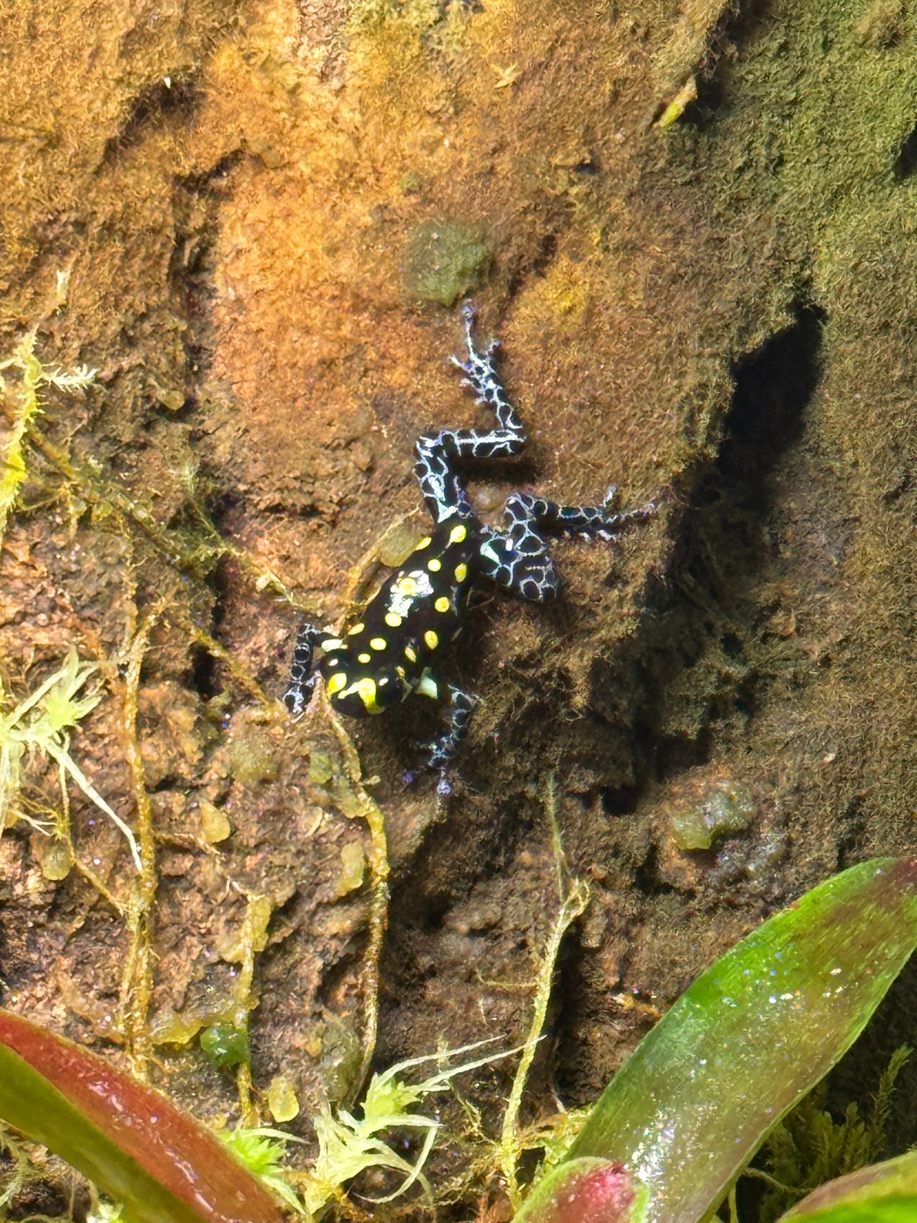 Ranitomeya vanzolini