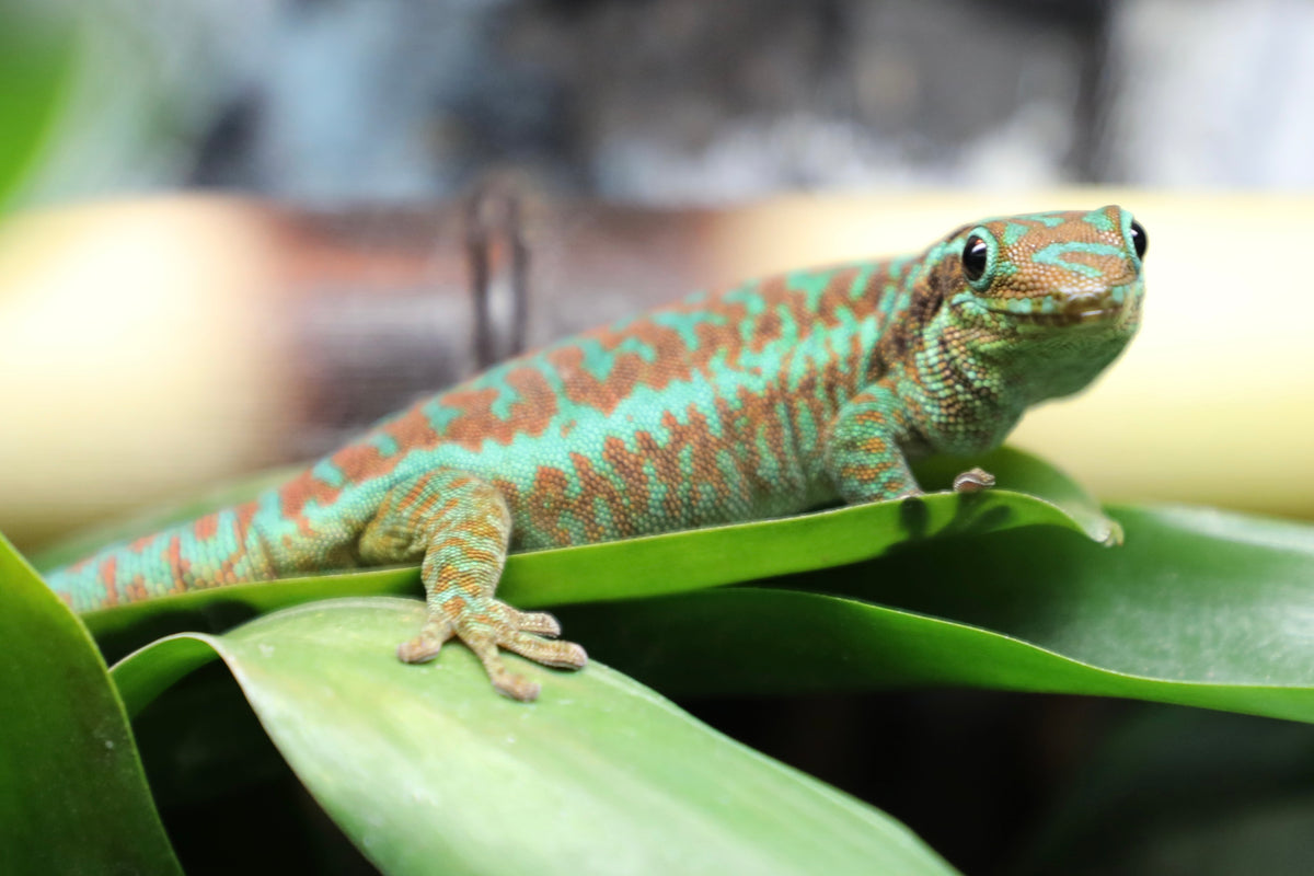 Reunion Island Day Gecko