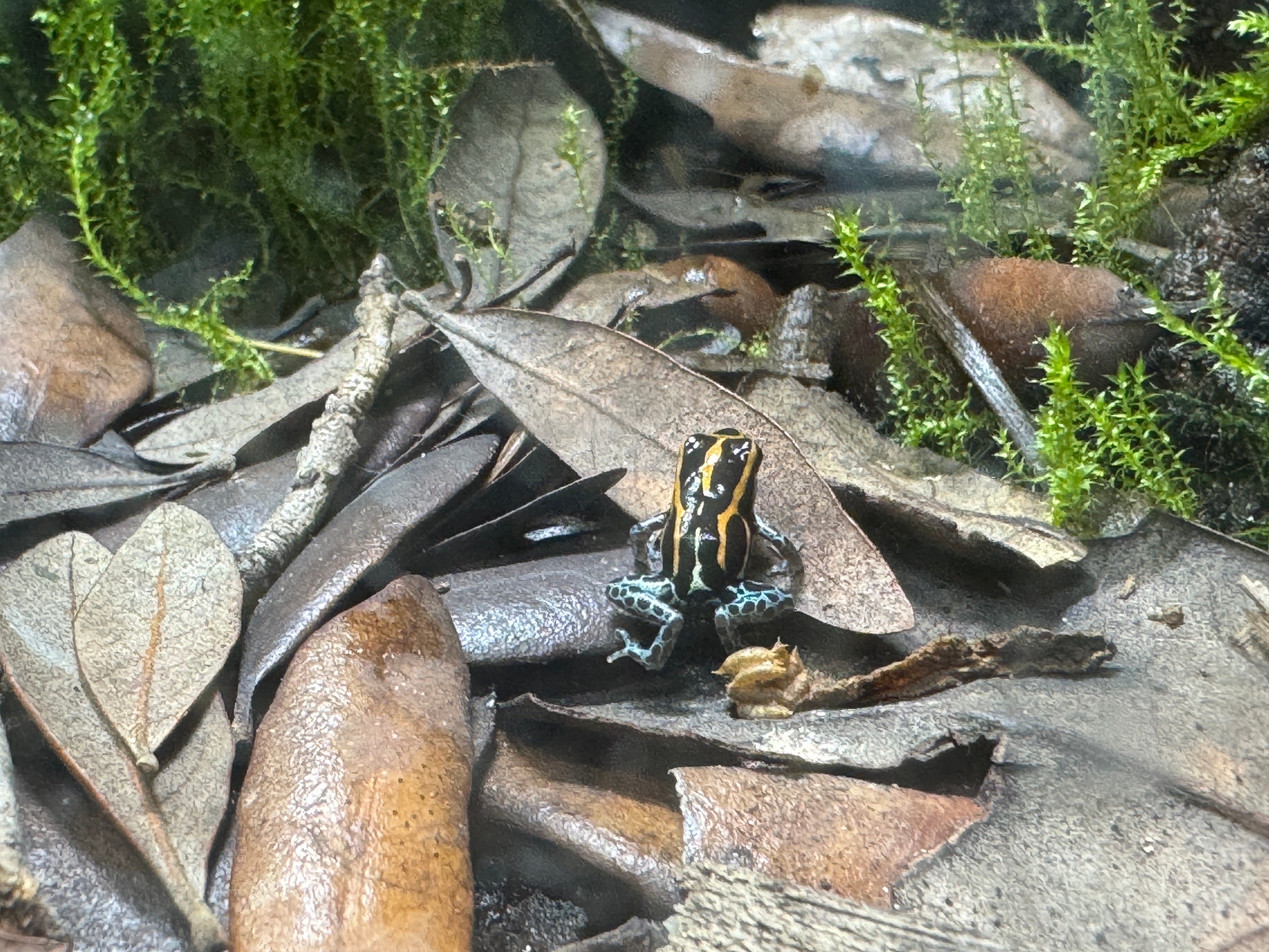 Ranitomeya amazonica 'Iquitos'