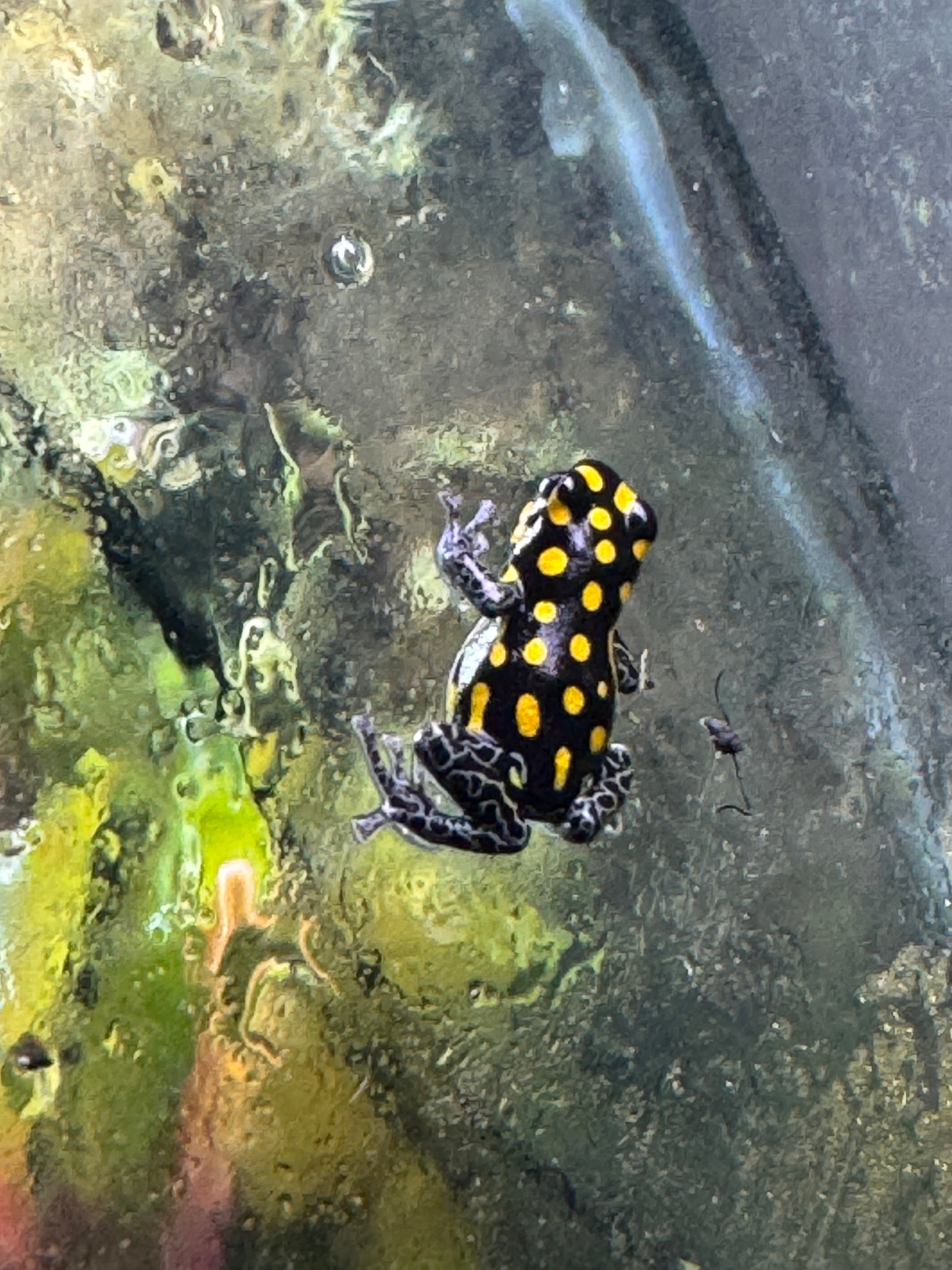 Ranitomeya vanzolini