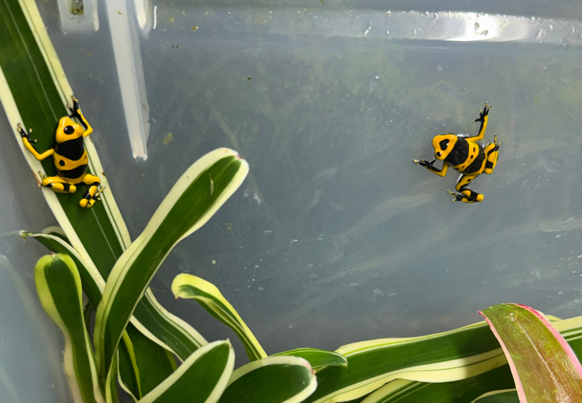 Bumblebee Dart Frog