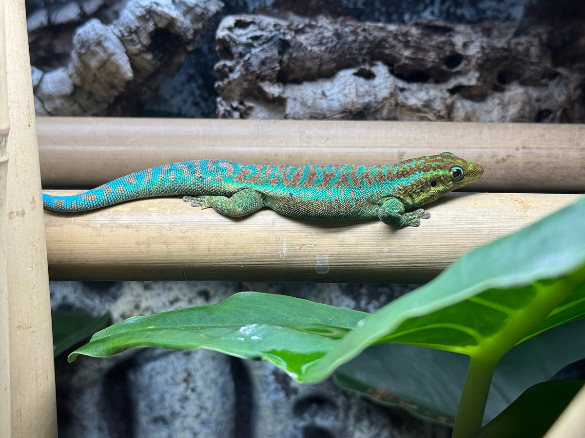 Reunion Island Day Gecko