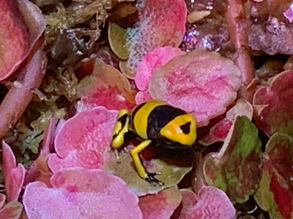 Bumblebee Dart Frog
