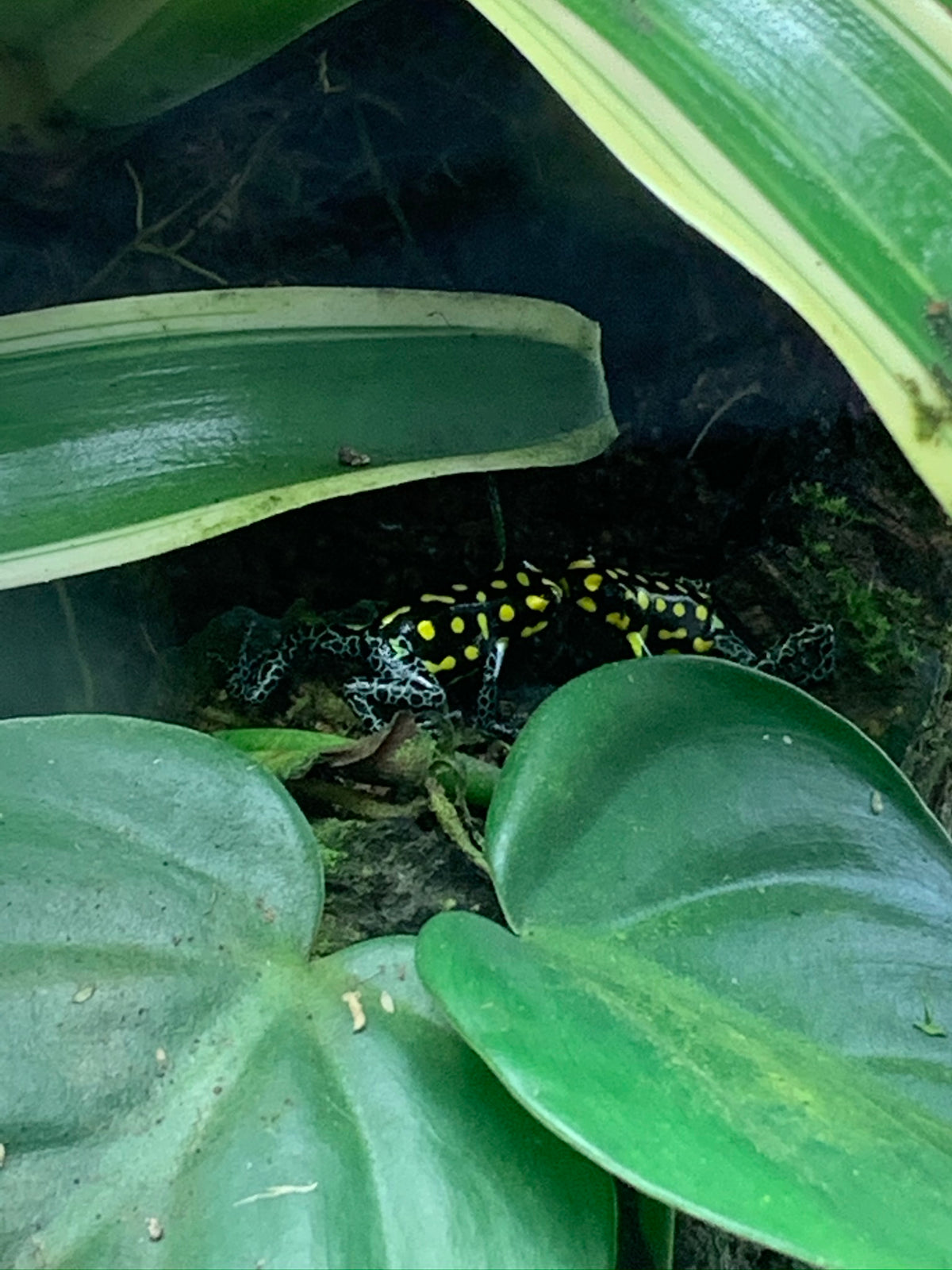 Ranitomeya vanzolini