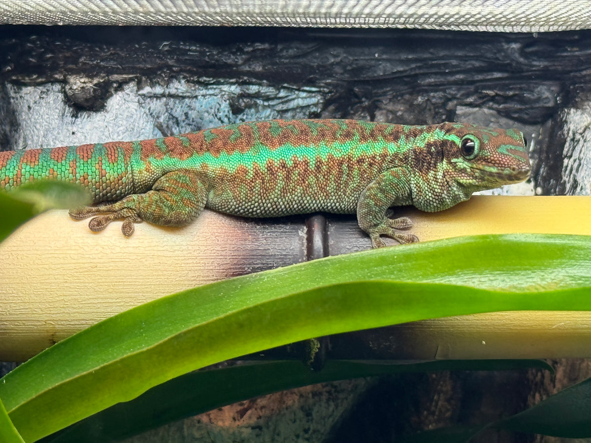Reunion Island Day Gecko