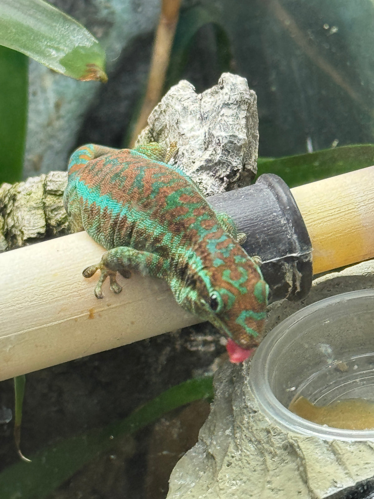 Reunion Island Day Gecko