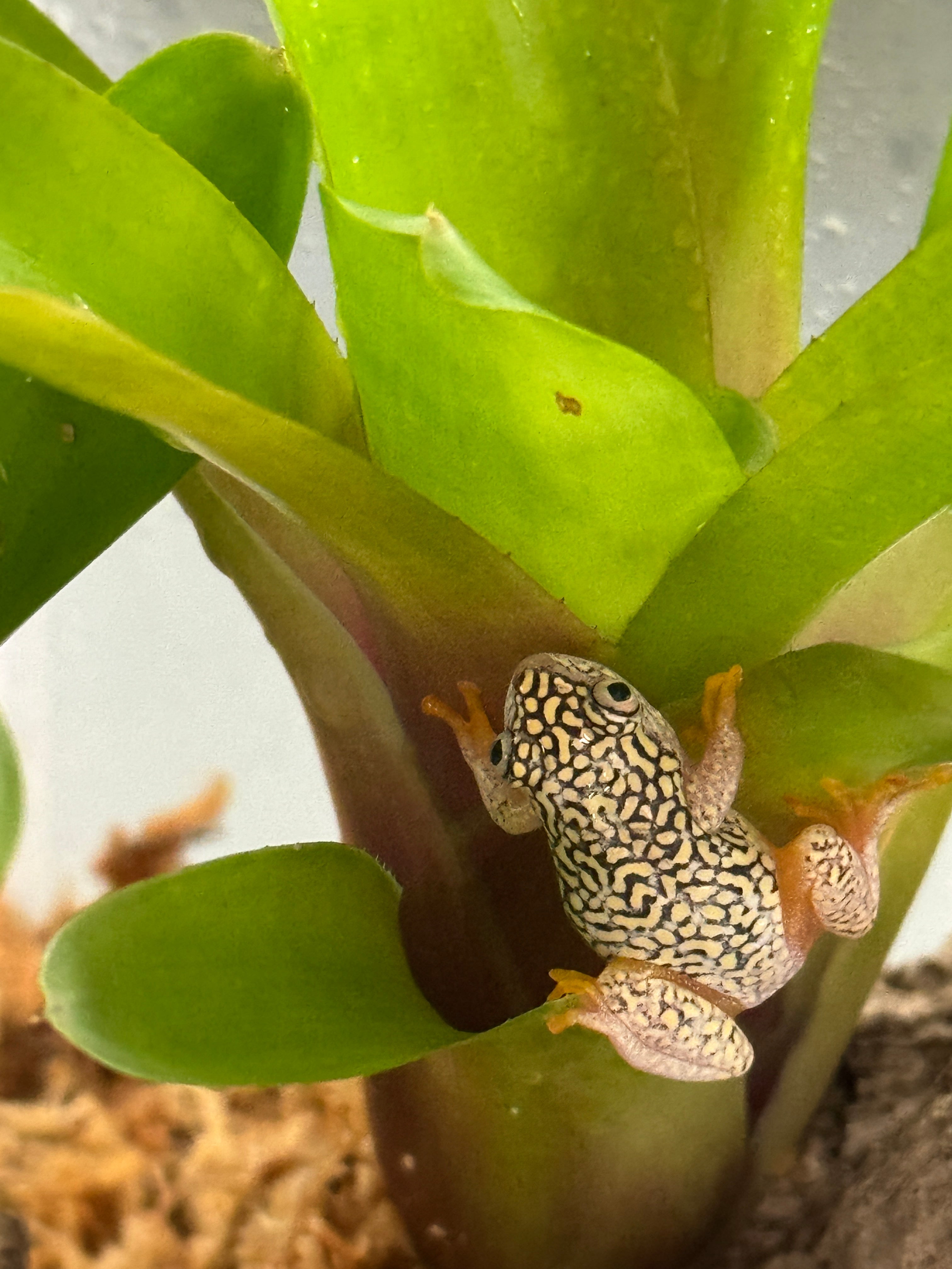 Starry Night Reed frogs