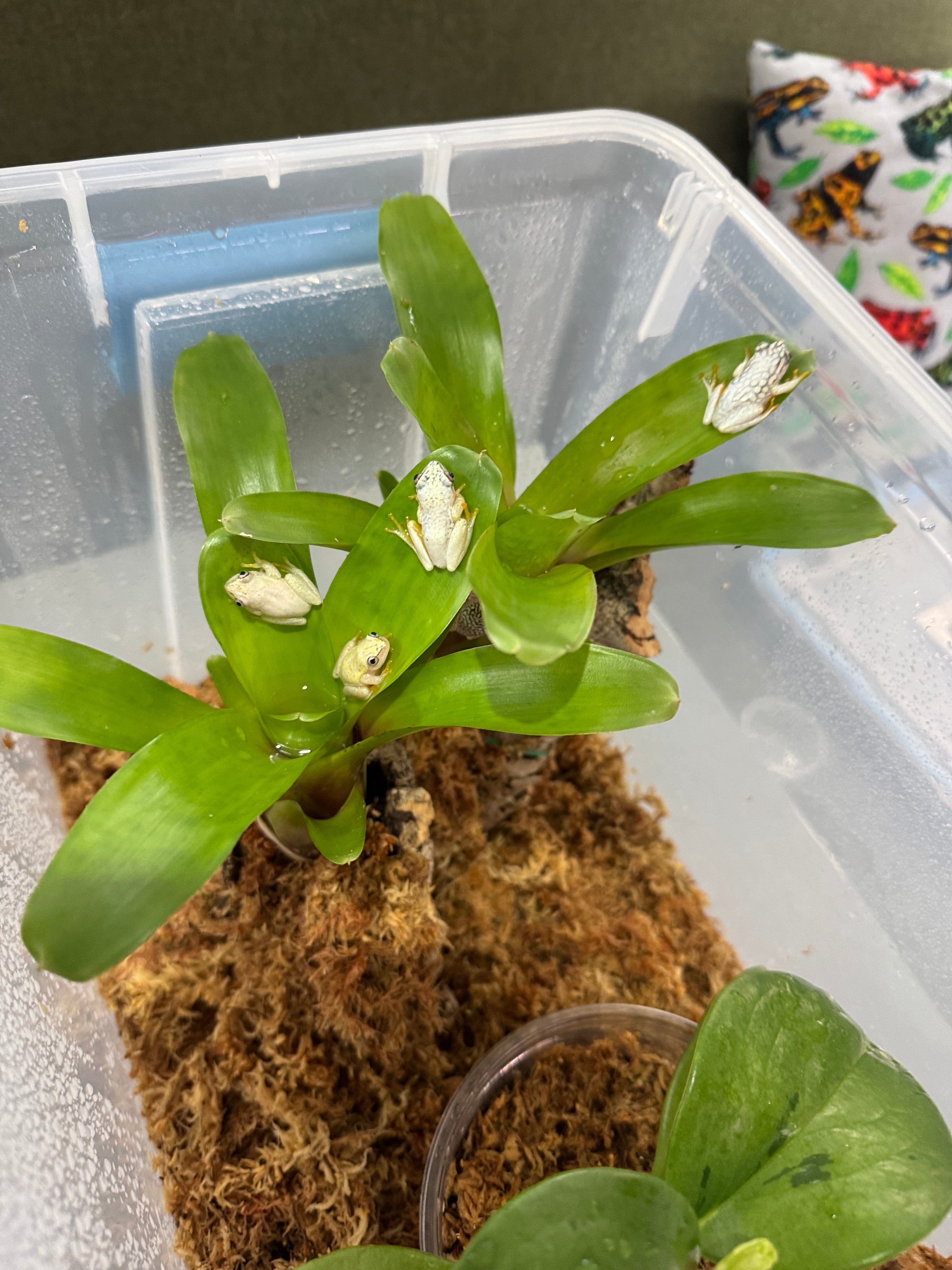 Starry Night Reed frogs