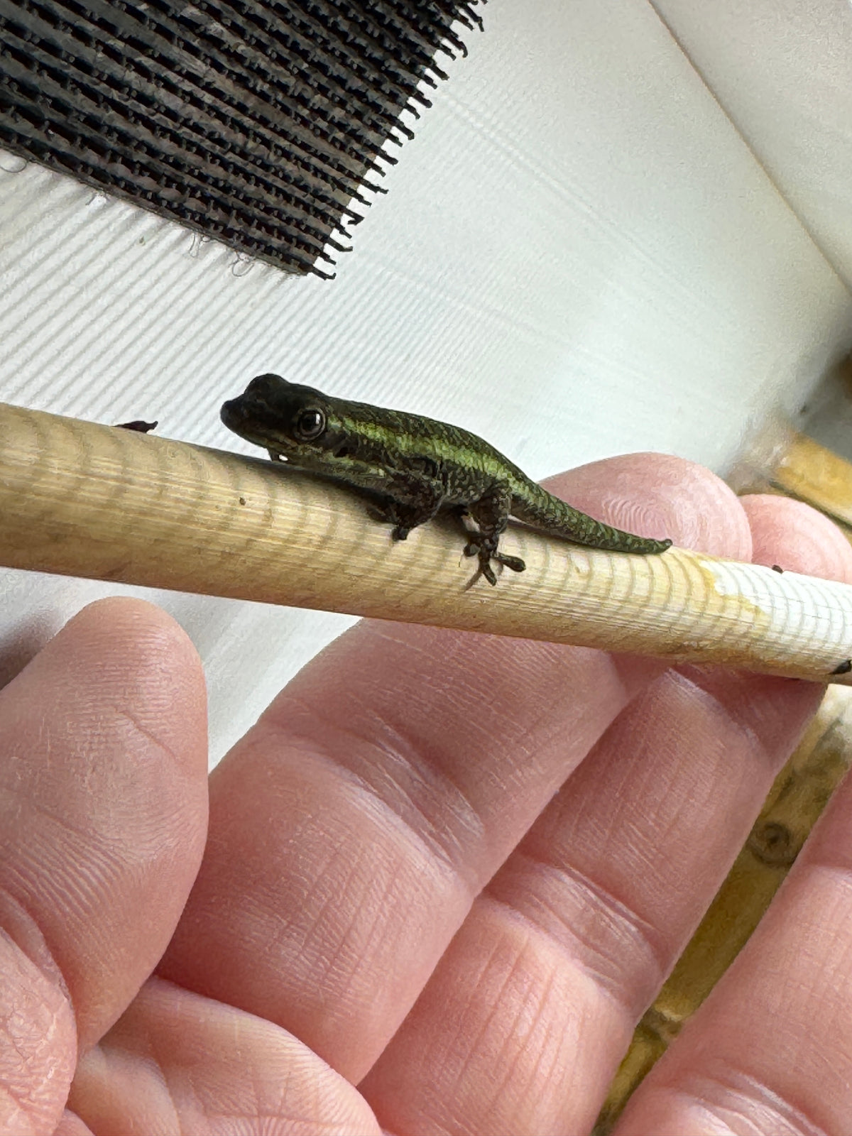 Reunion Island Day Gecko