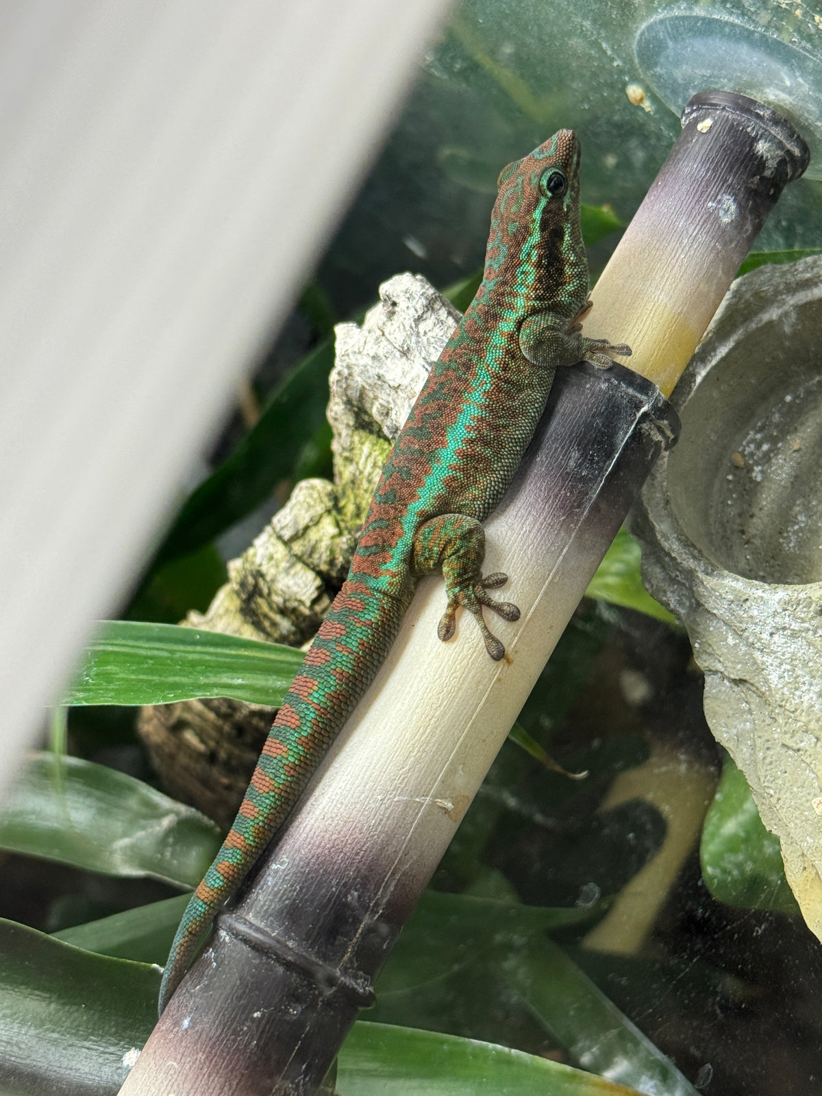 Reunion Island Day Gecko
