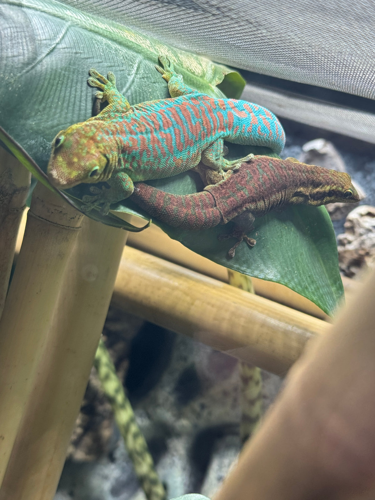 Reunion Island Day Gecko