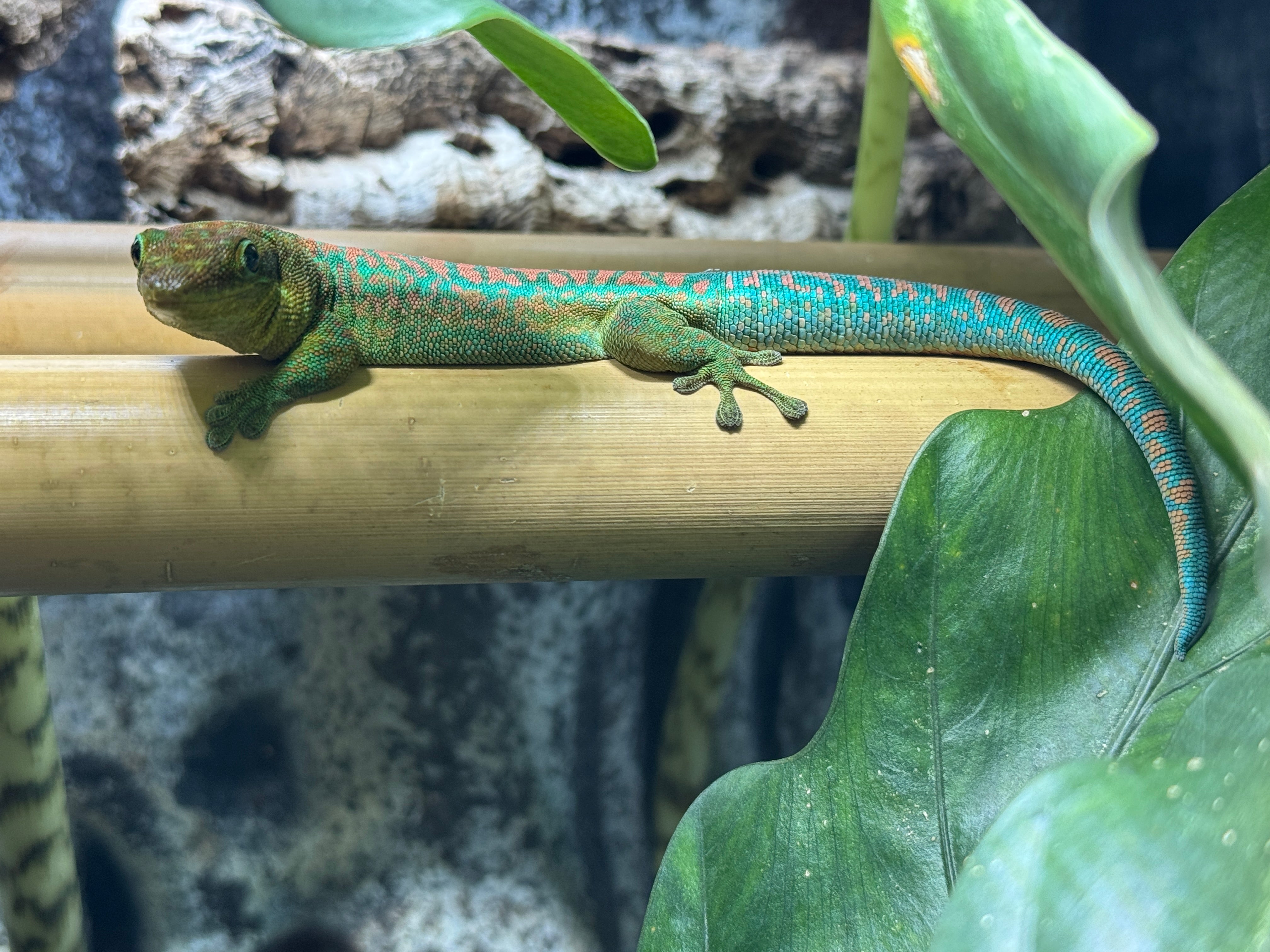Reunion Island Day Gecko