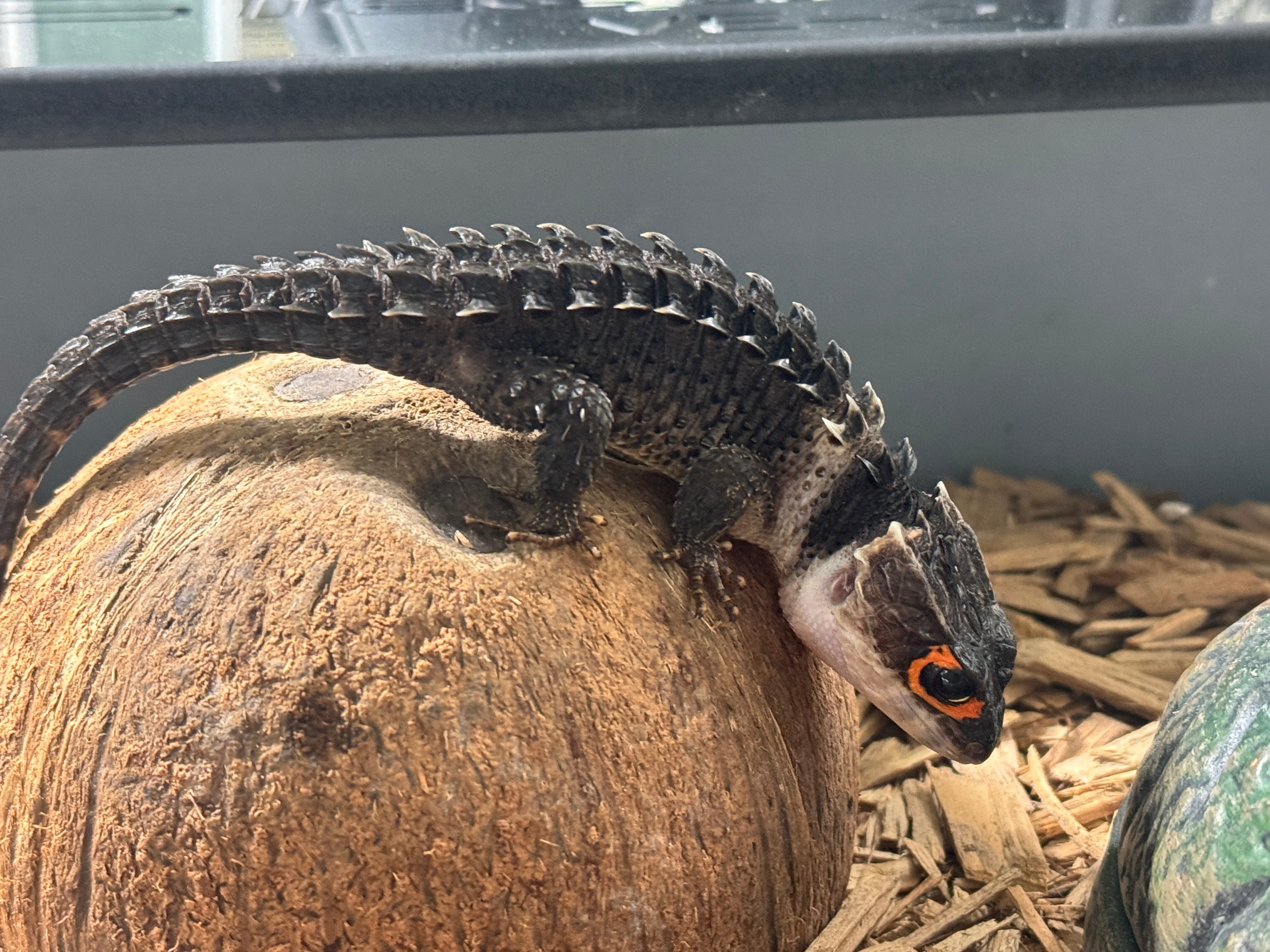 Red Eyed Crocodile skink