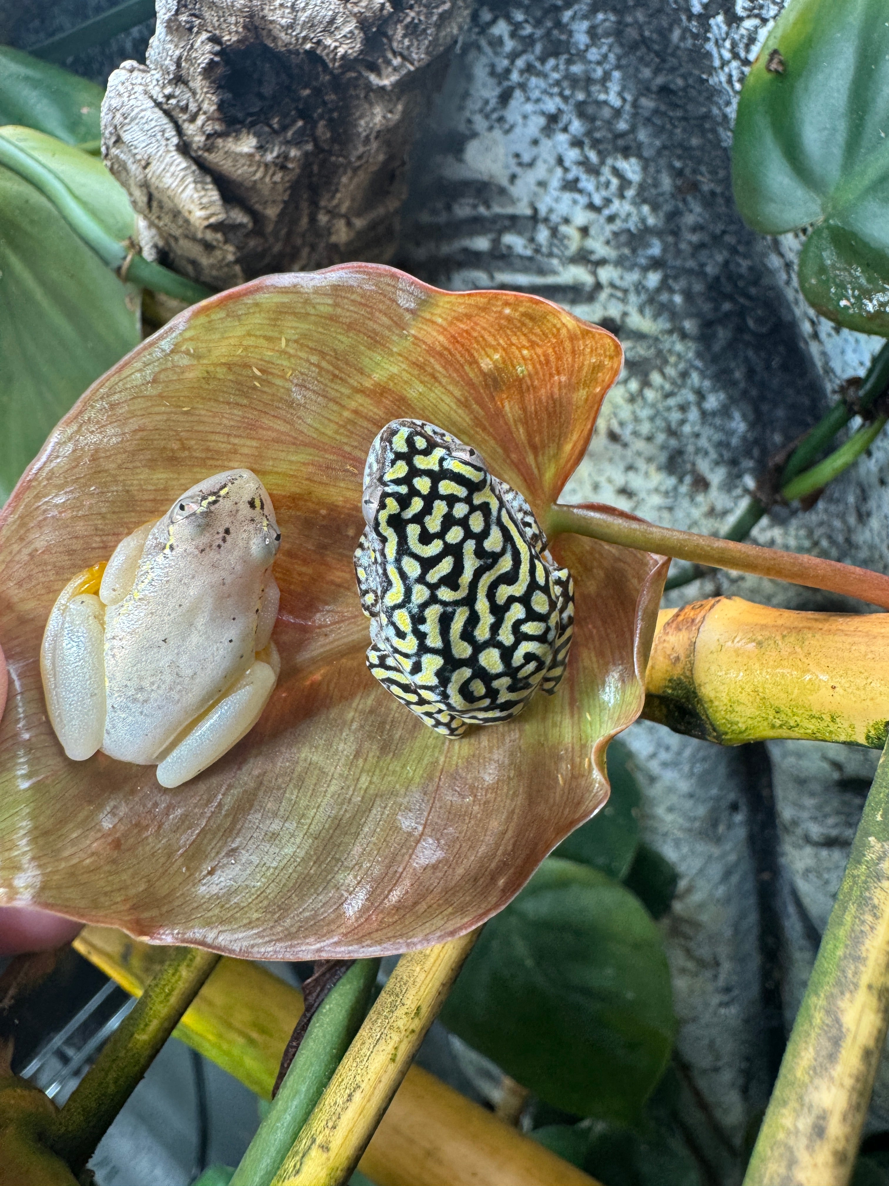 Starry Night Reed frogs