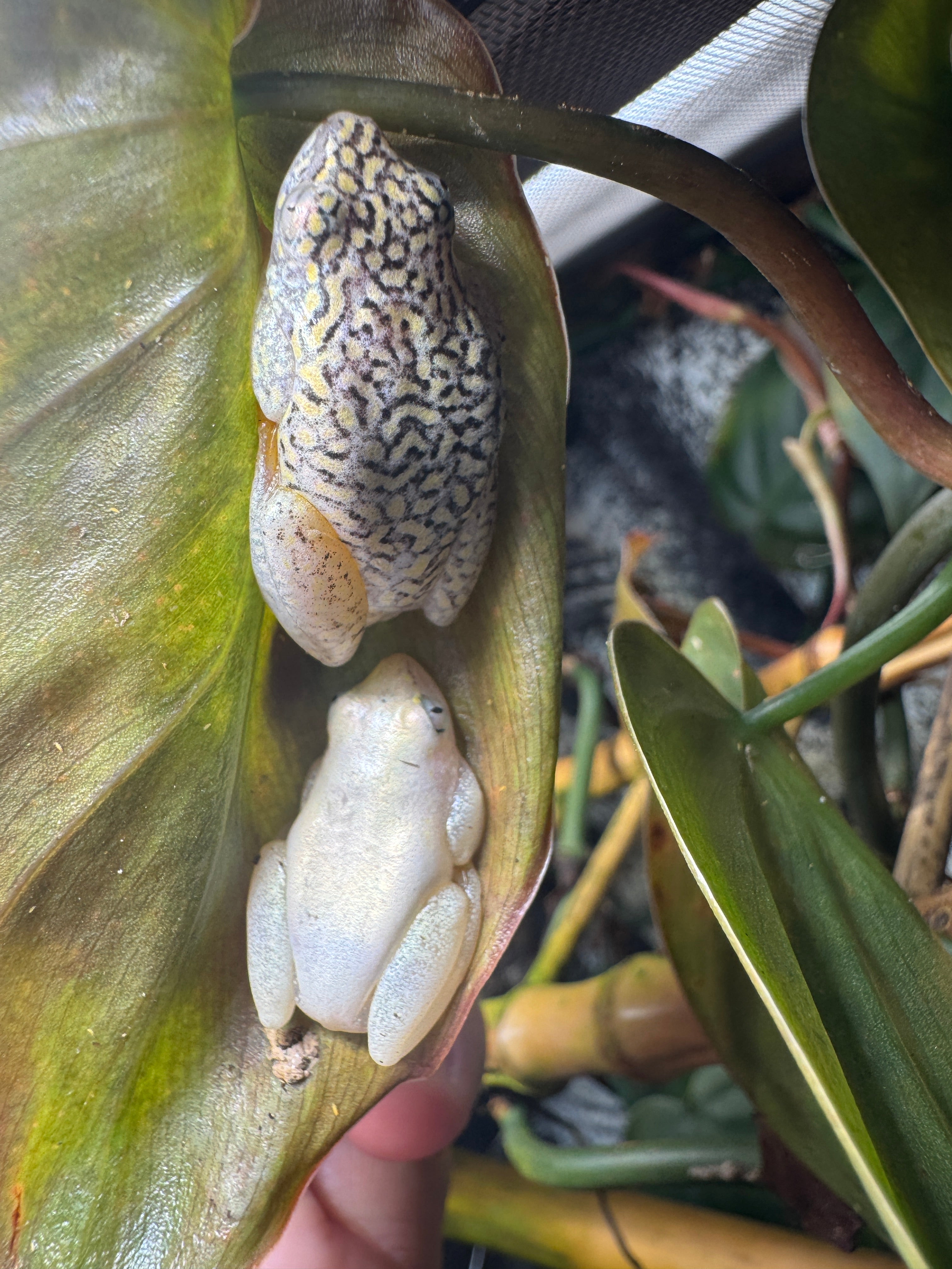 Starry Night Reed frogs