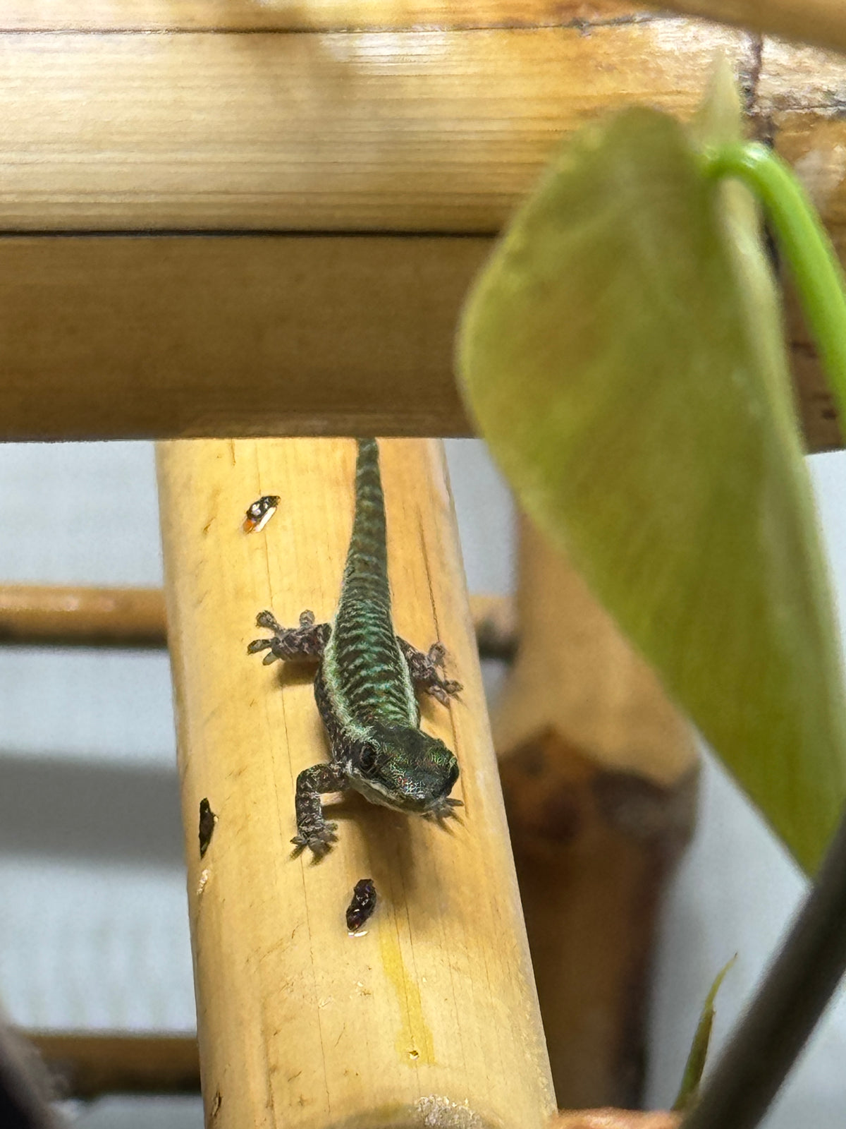 Reunion Island Day Gecko